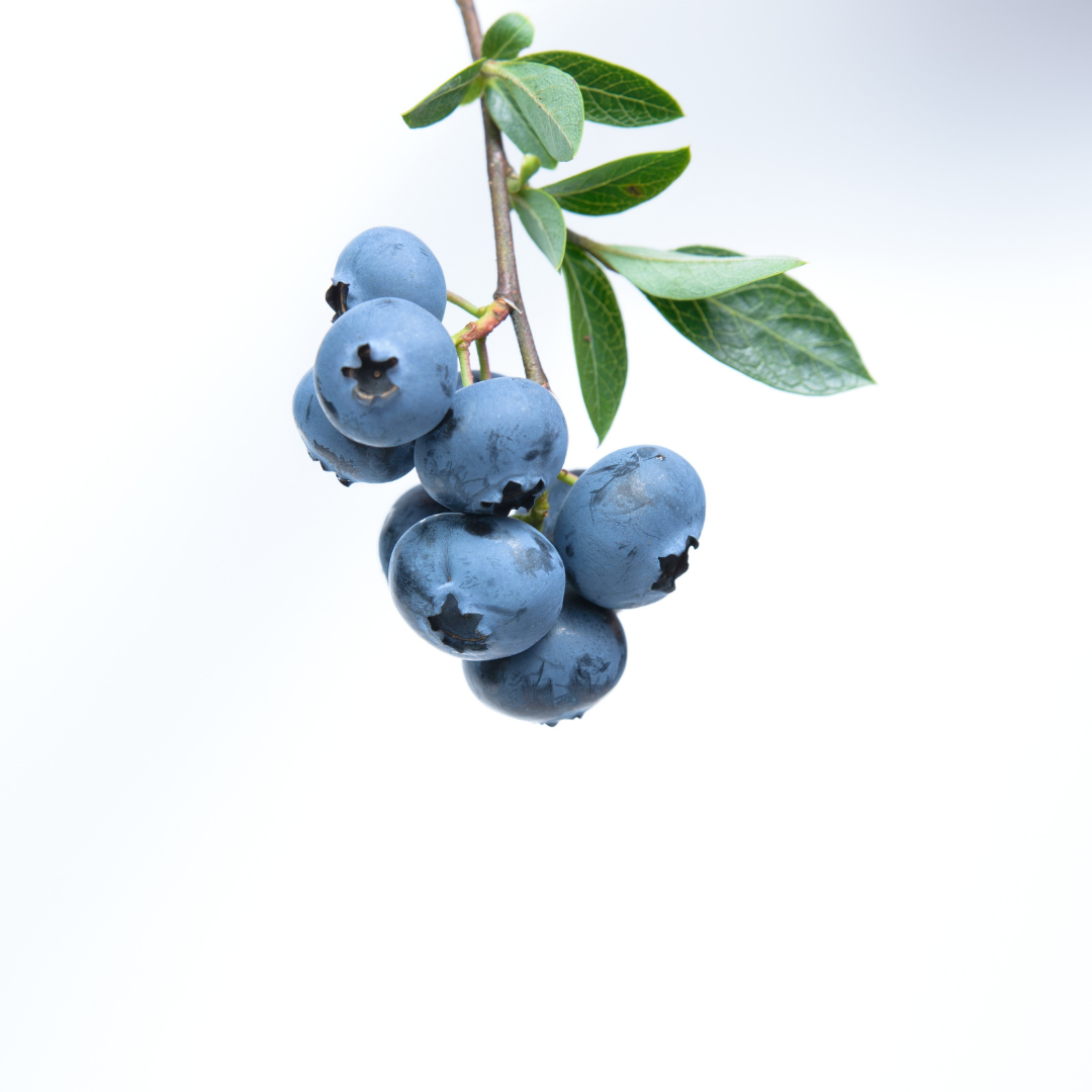 Blueberry Mead Honeygirl Meadery